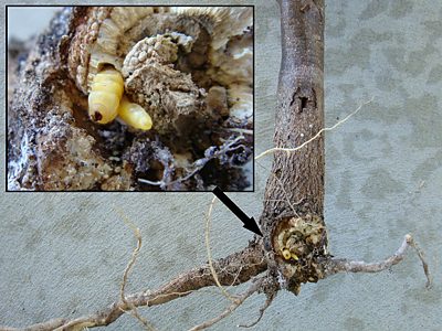 Microcastalia globithorax, PL3777D, larva, in Choretrum glomeratum root crown, SE, photo by A.M.P. Stolarski, 24.3 × 4.1 mm